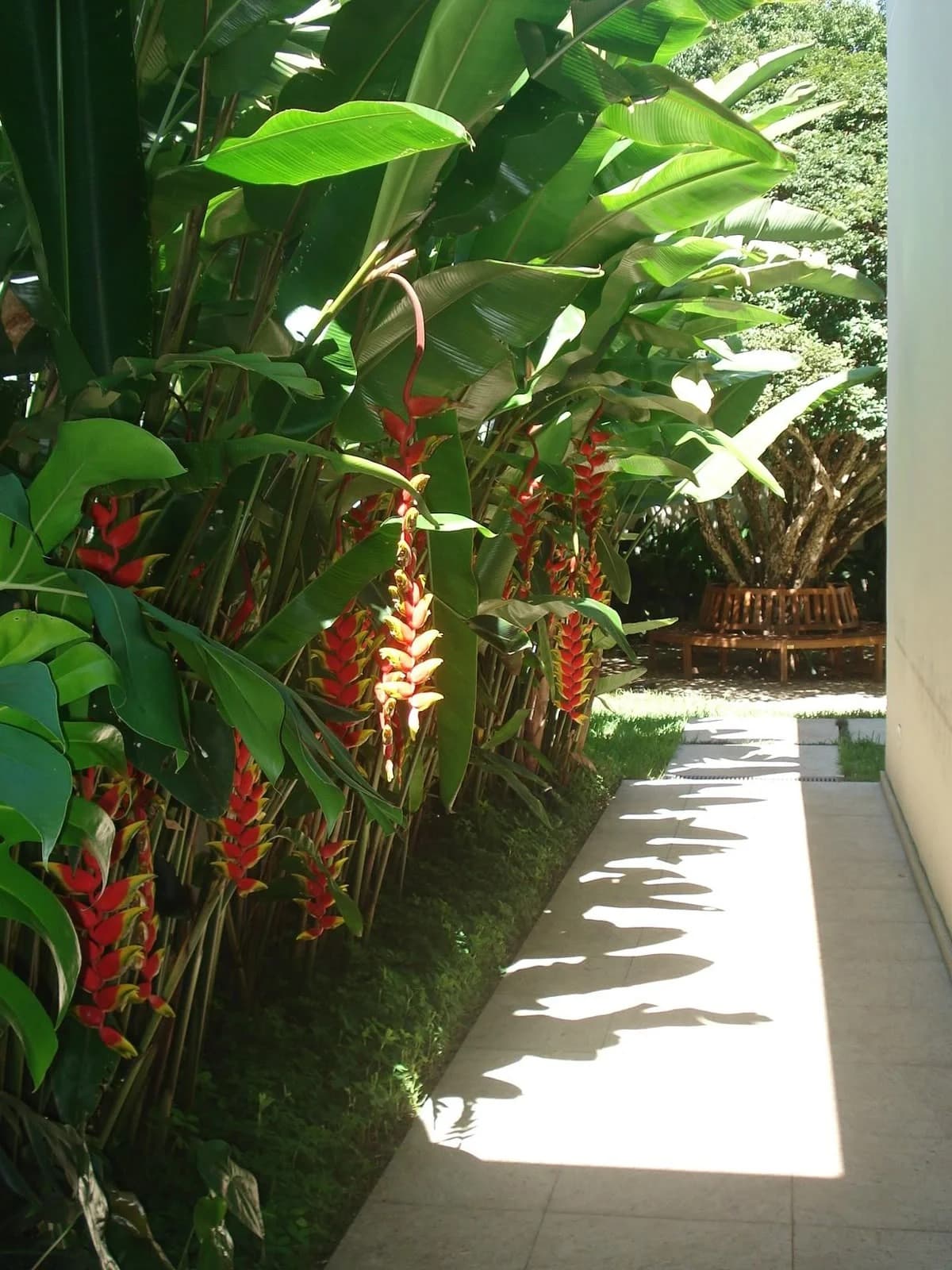 Helicônia — Heliconia rostrata