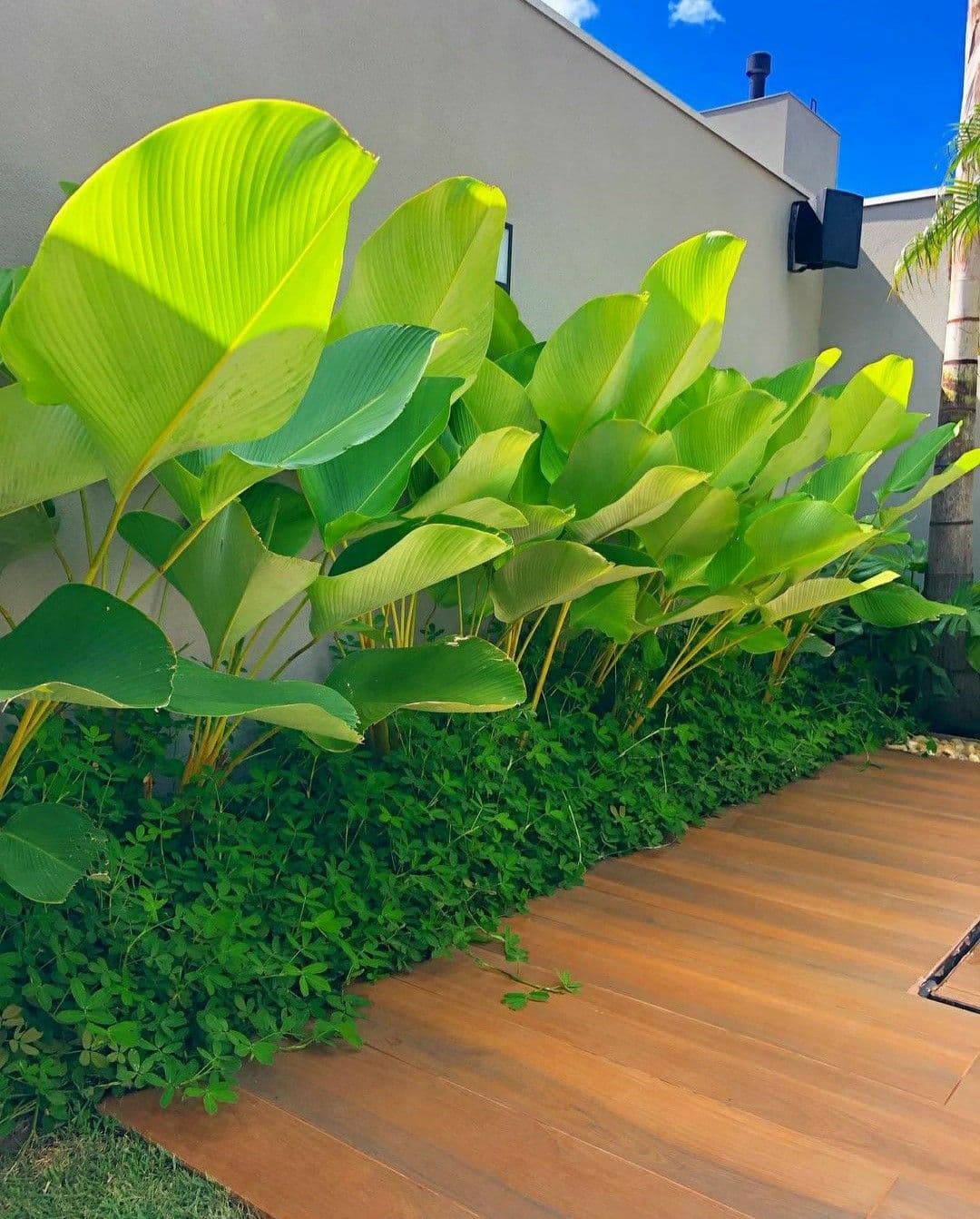 Maranta Charuto — Calathea lutea